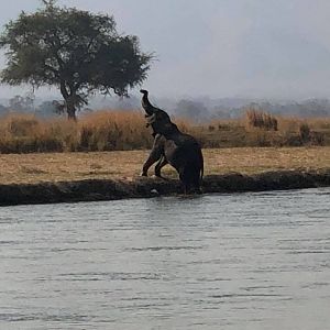 Elephant in Zimbabwe