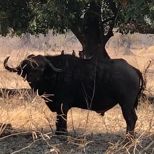 Cape Buffalo in Zimbabwe