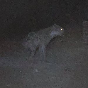 Spotted Hyena in Zimbabwe