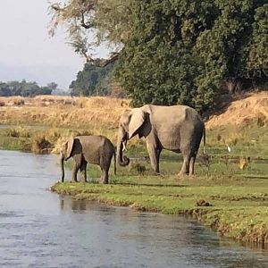 Elephants in Zimbabwe