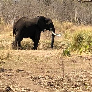 Elephant in Zimbabwe