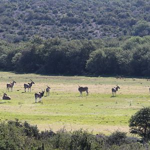 Eland South Africa