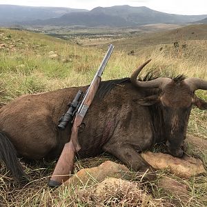 South Africa Hunting Blue Wildebeest