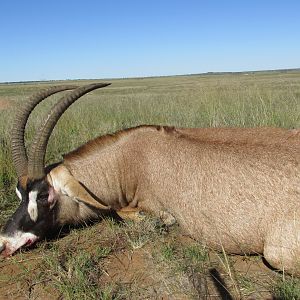 Hunting Roan in South Africa