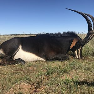 Sable Antelope Hunt South Africa