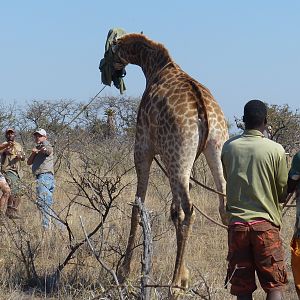 Volunteering on wildlife reserves and with wildlife veterinarians in Africa