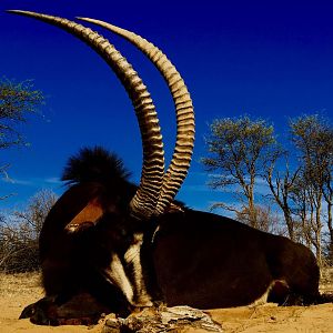 South Africa Hunting Sable Antelope