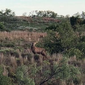 Barking Dybowski Sika