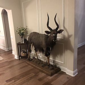 Nyala Full Mount Taxidermy