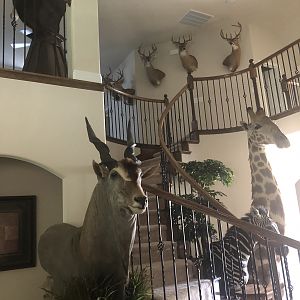 Trophy Room