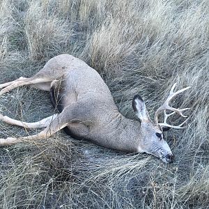 Hunt Mule Deer in USA