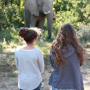 Viewing Elephant South Africa