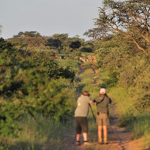 Hunting Burchell's Plain Zebra in South Africa