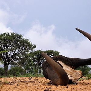 Black Wildebeest Skull South Africa