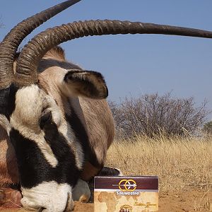 Hunt Gemsbok in South Africa