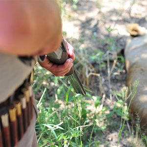 Lion Hunt in Zimbabwe