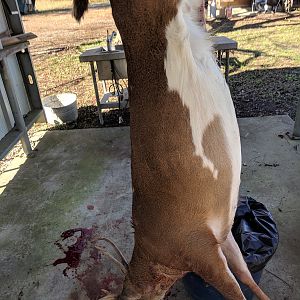 USA Hunt Deer