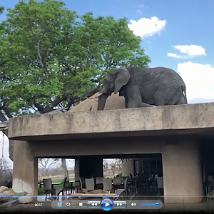 Elephant on the Sabi Sabi Earth Lodge Roof