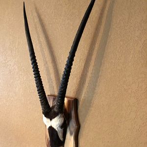 Gemsbok Eureopean Skull Mount Taxidermy