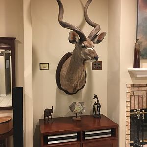 Kudu Shoulder Mount Taxidermy