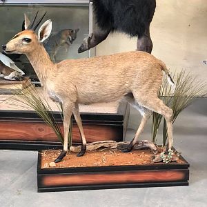 Duiker Full Mount Taxidermy