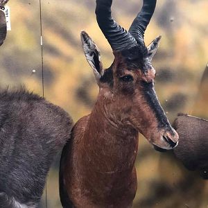 Red Hartebeest Shoulder Mount Taxidermy