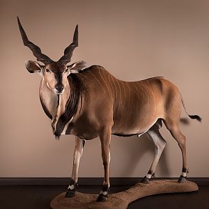 Lord Derby Eland Full Mount Taxidermy