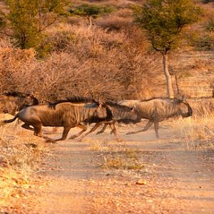 Blue Wildebeest in Namibia