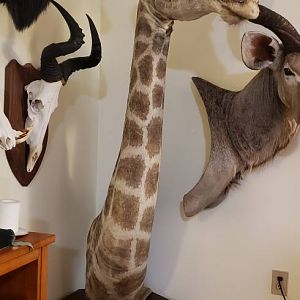 Giraffe Shoulder Mount Taxidermy