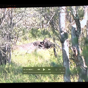 Cape Buffalo Hunt