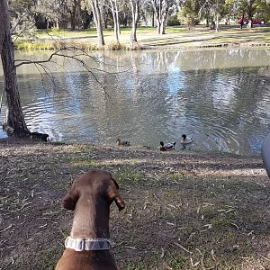 Hunting Dog Australia