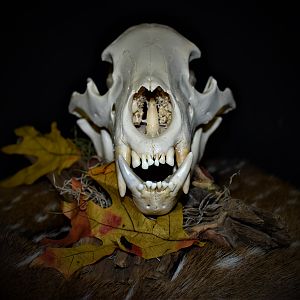 Bear European Skull Mount Taxidermy