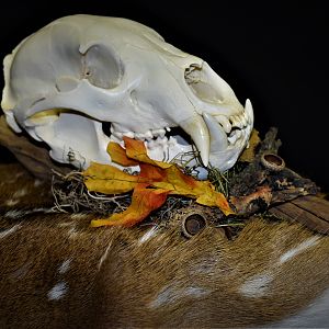 Bear European Skull Mount Taxidermy