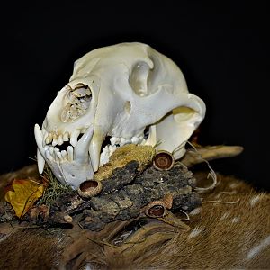 Bear European Skull Mount Taxidermy