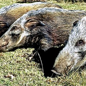 Bushpig Hunt South Africa