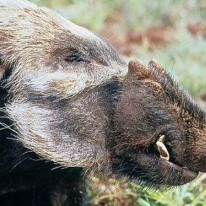 Bushpig Hunting South Africa