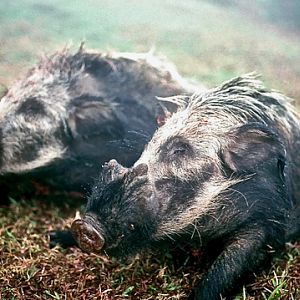 Hunt Bushpig in South Africa