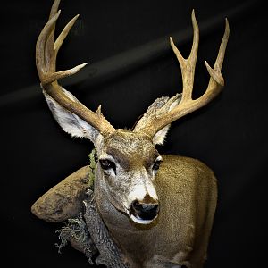 Mule Deer Shoulder Mount Taxidermy