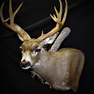 Mule Deer Shoulder Mount Taxidermy