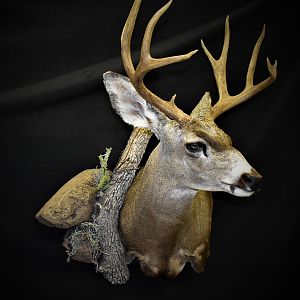 Mule Deer Shoulder Mount Taxidermy