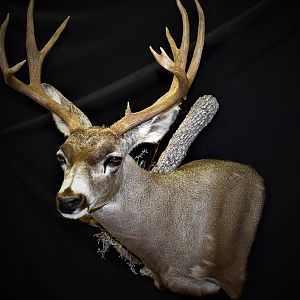 Mule Deer Shoulder Mount Taxidermy