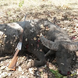 Asiatic Water Buffalo Hunt Australia