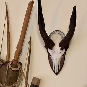 Bushbuck European Skull Mount Taxidermy