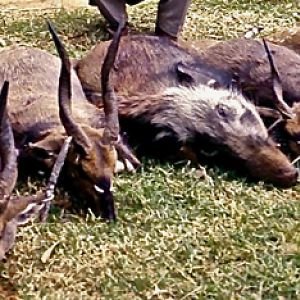 Hunt Bushbuck & Bushpig in South Africa