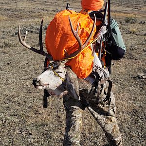 Mule Deer Hunting