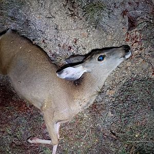 Whitetail Deer Doe Hunting