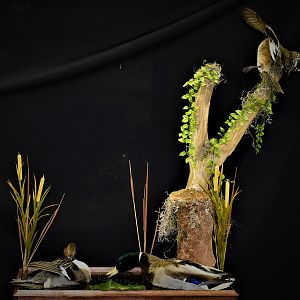 Duck Full Mount Taxidermy