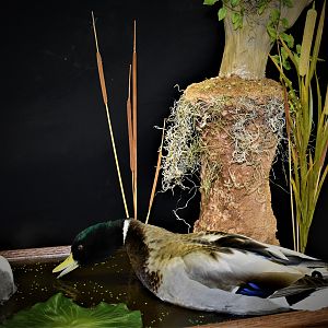 Duck Full Mount Taxidermy