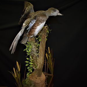 Duck Full Mount Taxidermy