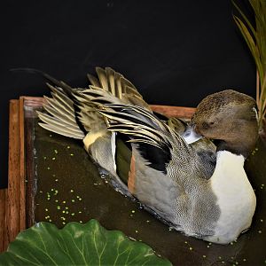 Duck Full Mount Taxidermy